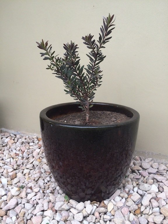 Plant pot on pebble mulch