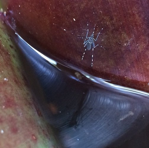 mosquito and larva in bromeliad