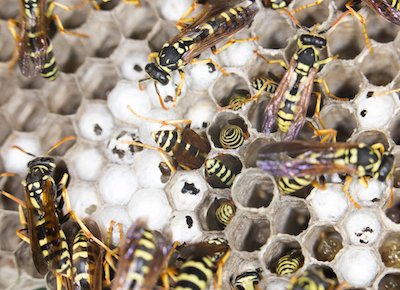 Asian paper wasp nest