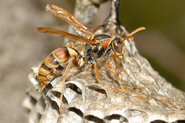 Australian paper wasp