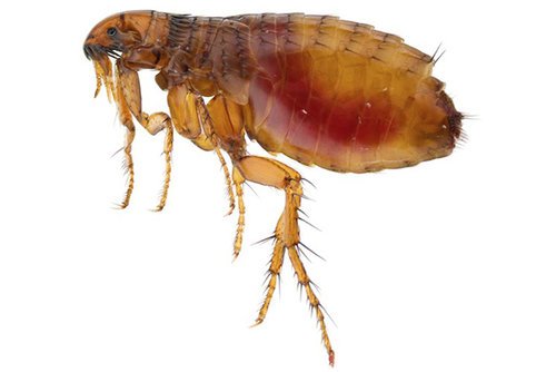 Adult cat flea