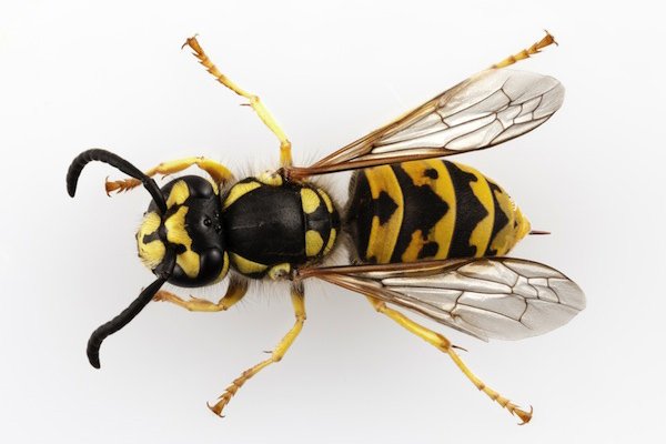 European or German wasp