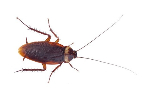 American cockroach