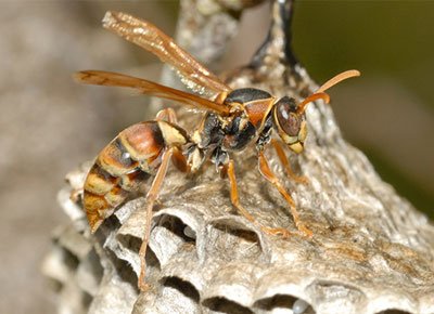 Australian paper wasp on nest