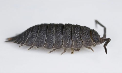 slater of woodlouse