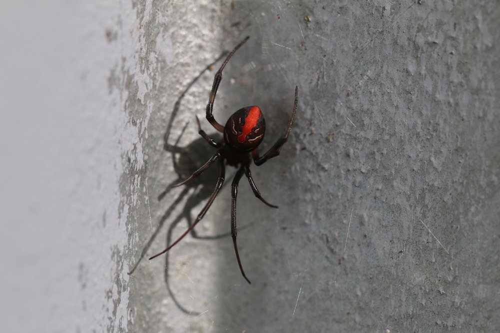 Redback spider in web