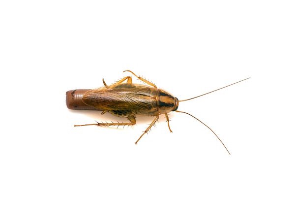 german cockroach