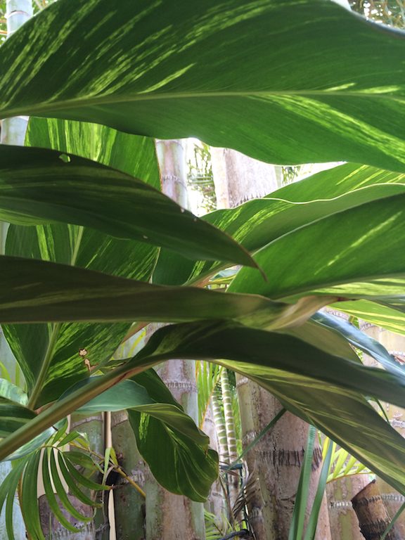 Underside of broad leaved plant - a favourite mosquito resting place