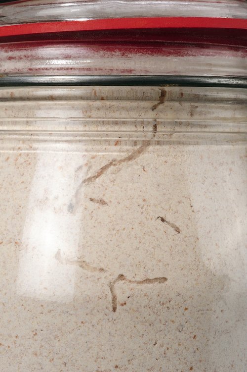 Pantry moth larvae in flour jar