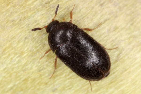 Black carpet beetle