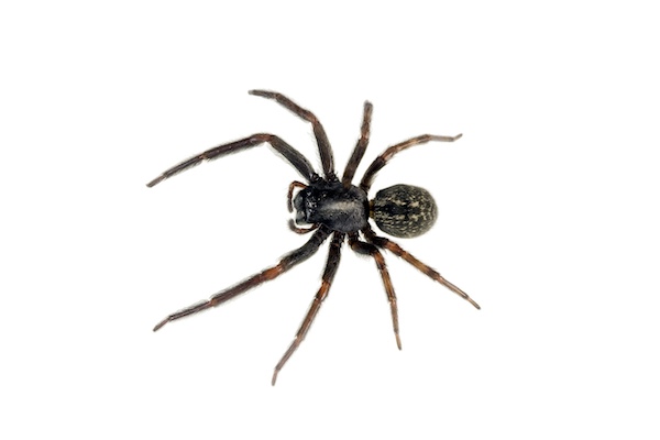 black house spider