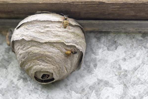 European wasp nest on wall with protective shroud