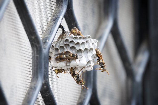 Small Australian paper wasp nest showing attachment stalk