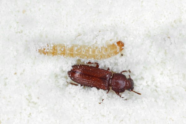 Confused flour beetle