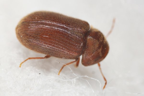 Drugstore beetle