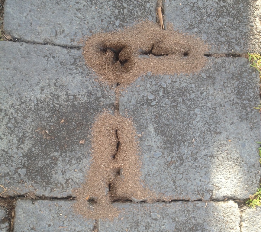 coastal brown ant digging up dirt under pavers