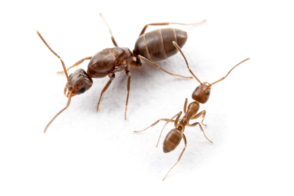 Argentine ants
