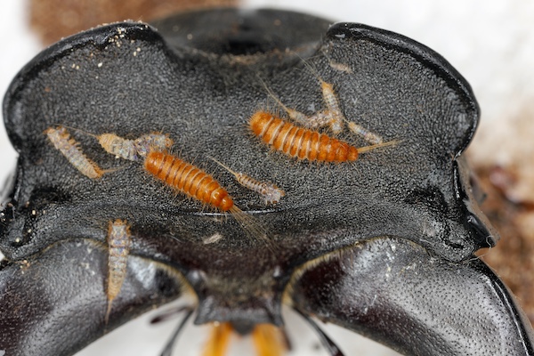 Black carpet beetle larvae (woolly bears) and spent skins