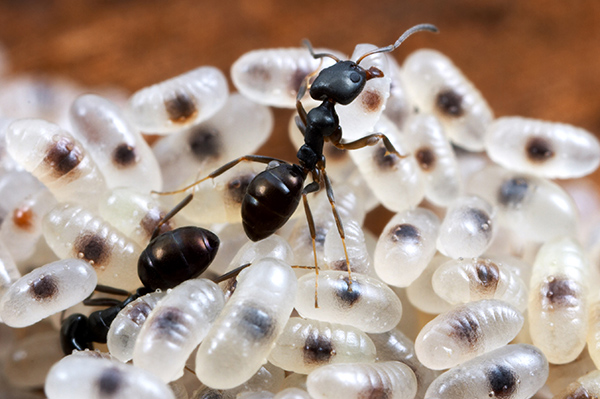 Black house ant with larvae