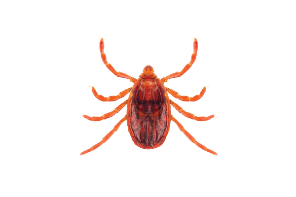 Brown dog tick