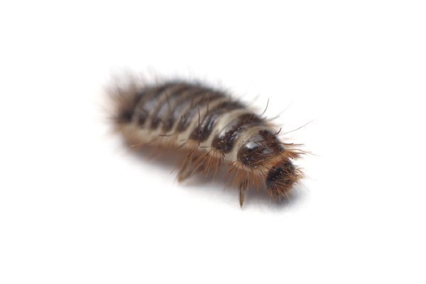 Carpet beetle larva