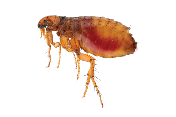 Cat flea