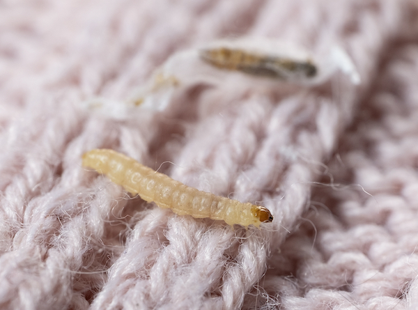 Clothes moth larva and shed skin
