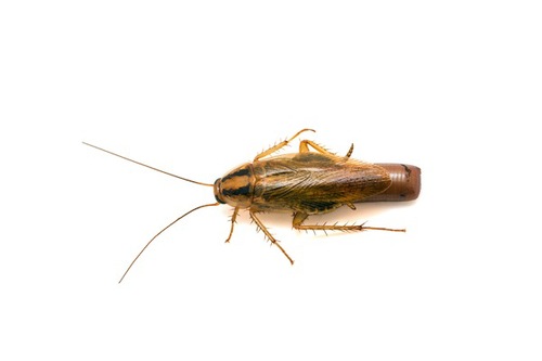 German cockroach carrying egg case