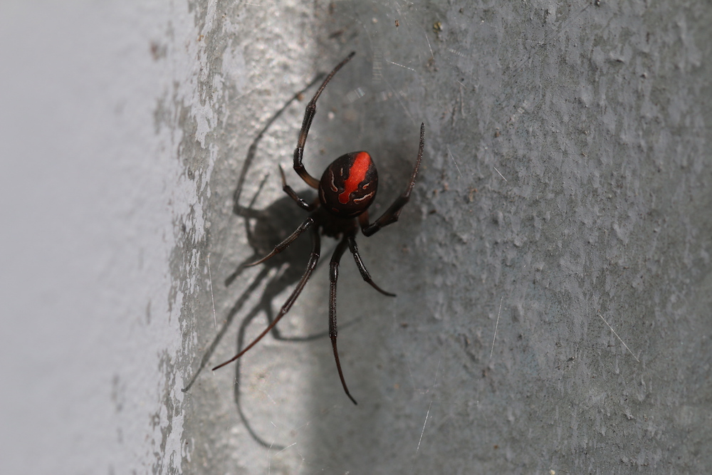 Redback spider