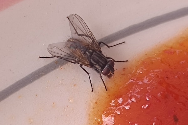 Fly eating jam