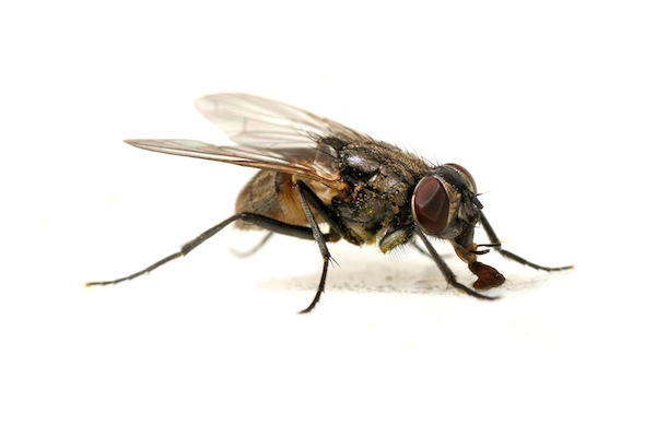 Housefly