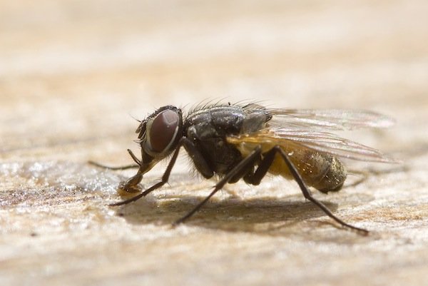Adult housefly feeding on sugar