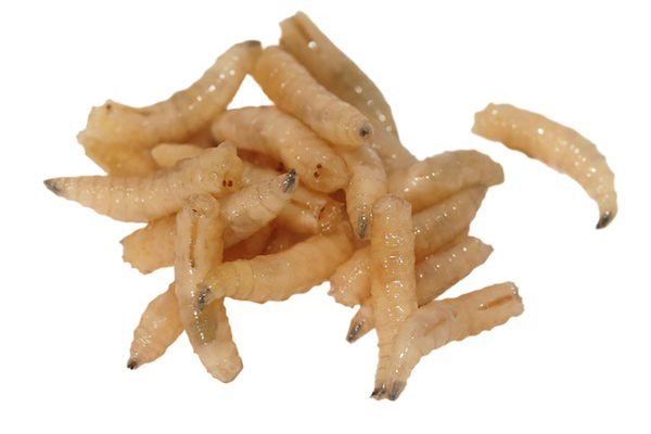 housefly maggots or larvae