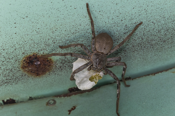 Huntsman spider with egg sac