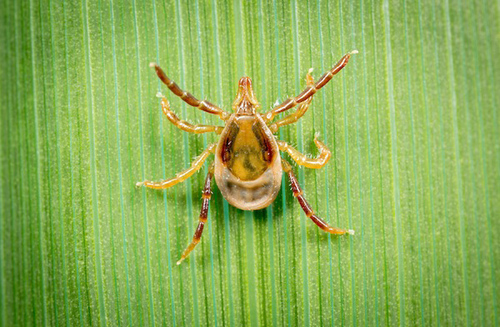 Female paralysis tick before feeding