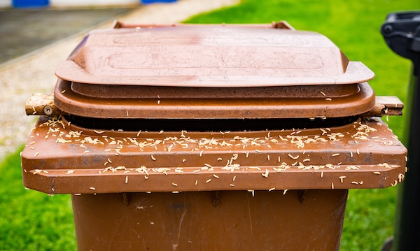 Fly maggots on garbage bin