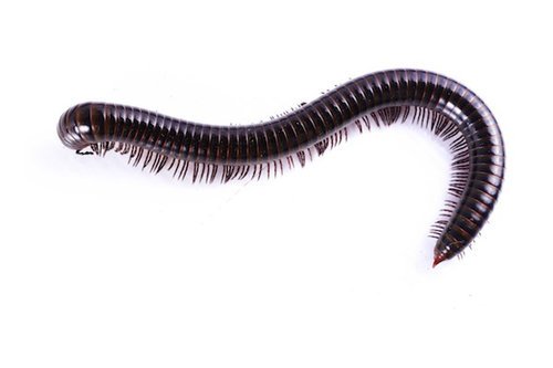 millipede