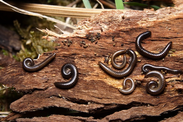 Group of millipedes under bark