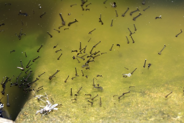 Mosquito larvae in pond