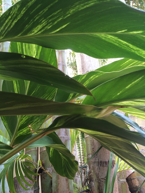 The underside of large leaved plants are ideal mosquito resting spot