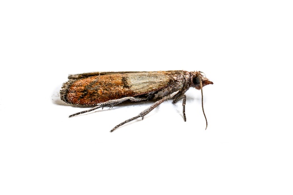 Pantry moth