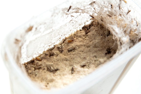 Pantry moth infestation inside flour container