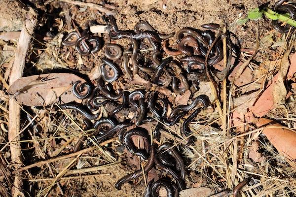 Portuguese millipedes in leaf litter