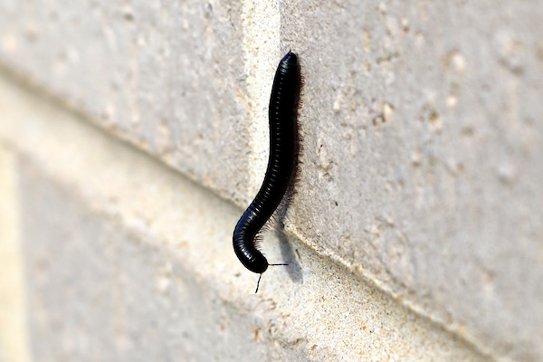 Portuguese millipede climbing wall