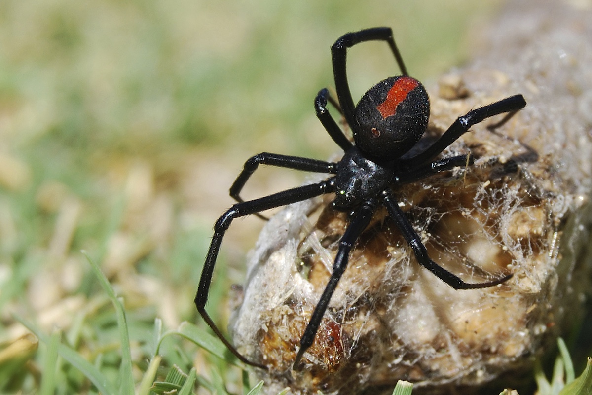 redback spider