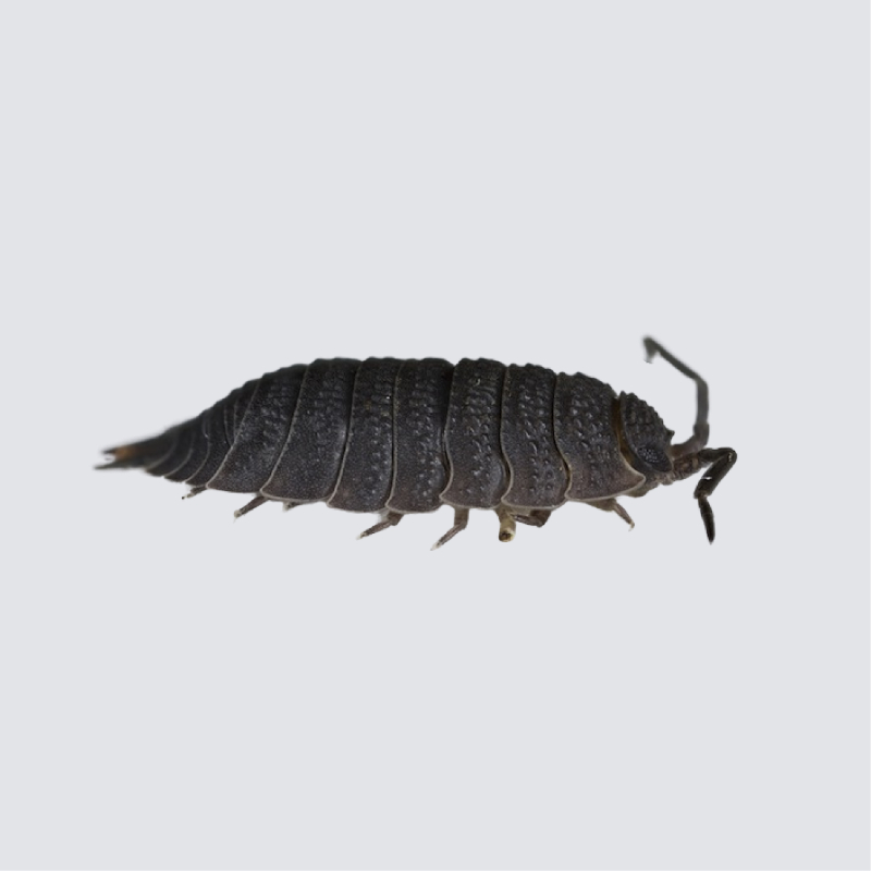 Slater (or woodlouse)