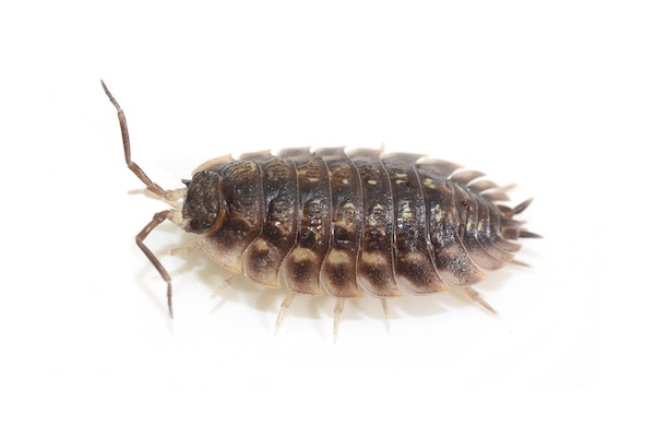 Slater or woodlouse