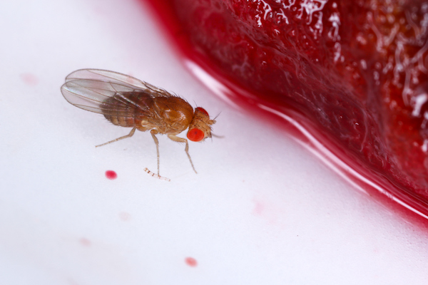 vinegar fly - Drosophila