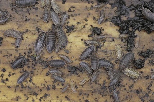 Slaters (woodlice) congregating in large numbers under moist piece of wood on ground