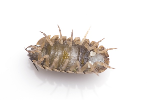 Underside of slater showing pleopodal lungs